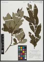 Foto von Salix appendiculata Vill.
